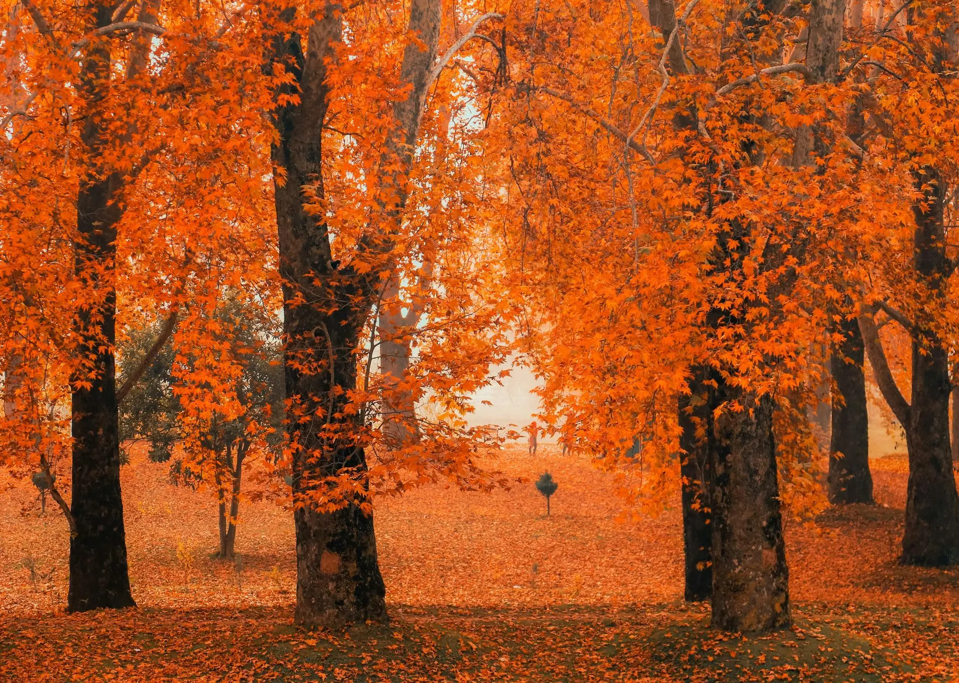 Autumn in Kashmir